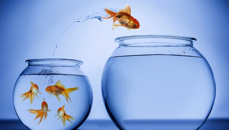 Fish jumping from one bowl to another